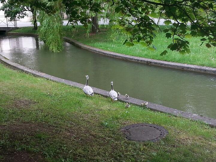 Glücklich zurück: Die Gänse haben endlich wieder Wasser in Sicht.