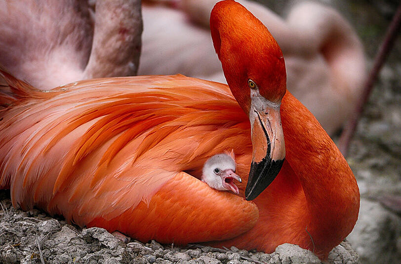 Auch die Flamingos haben Nachwuchs bekommen.