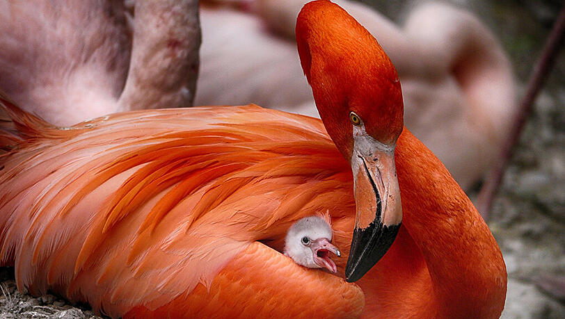 Auch die Flamingos haben Nachwuchs bekommen. Auch die Flamingos haben Nachwuchs bekommen.