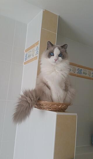 Sammy