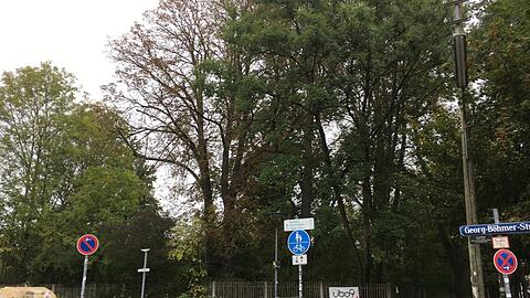 Diesen alten Bäumen droht die Fällung.
