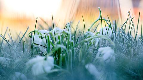 In Bayern wird es glatt und frostig, doch es bleibt grün: Schnee fällt in den kommenden Tagen kaum. (Archivbild)