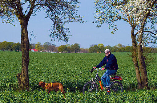 6. Es ist verboten, beim Radfahren einen Hund an der Leine zu halten.
Falsch, ein Blick in Paragraph 28 der Straßenverkehrsordnung zeigt: &bdquo;Von Fahrrädern aus dürfen nur Hunde geführt werden.&ldquo; Pech für diejenigen, die ihr Pony oder ihr Schwein an der Leine führen wollen. Gefährlich wird&rsquo;s erst, wenn die Leine eng ums Handgelenk gebunden wurde und der Hund zum Sprint ansetzt. Radler sollten die Leine immer lose in der Hand halten.