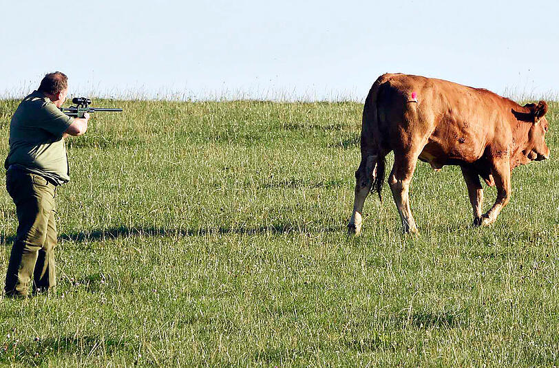Das Ende einer sechs Stunden dauernden Jagd: Ein Jäger betäubt eines der ausgebüchsten Kälber.