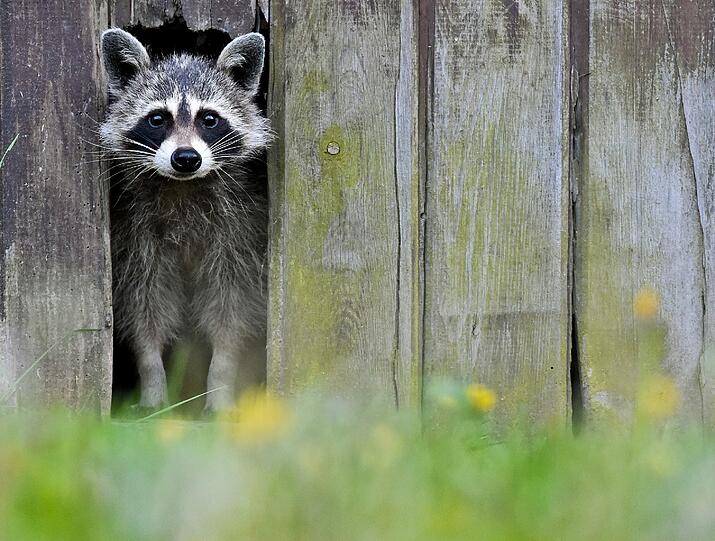 Ein Waschbär (Procyon lotor) kommt am  aus einer Öffnung in einem Scheunentor in Sieversdorf im Landkreis Oder-Spree (Brandenburg). Schon seit einigen Tagen streunt dieser nachtaktive Geselle über verschiedene Grundstücke im Dorf und hat dabei schon die eine oder andere Mülltonne durchsucht.