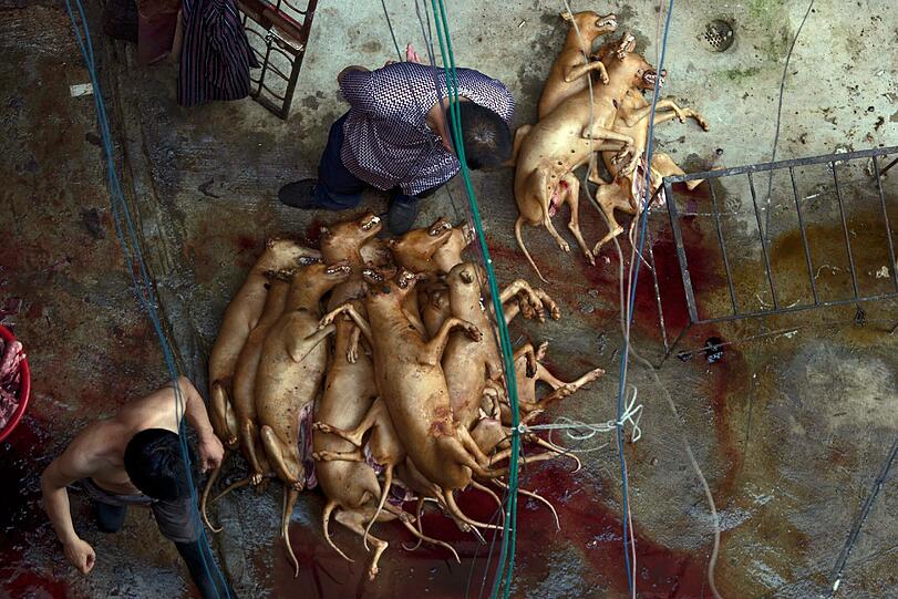 Diese Bilder sind nichts für schwache Nerven: In kleinen Käfigen eingepfercht warten die Hunde auf ihre Schlachtung.