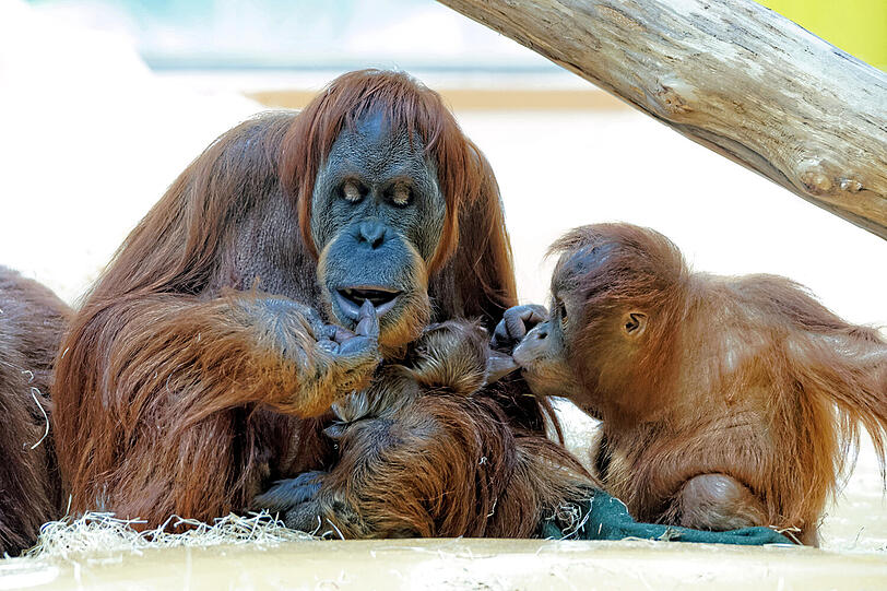 Orang-Utan-Weibchen Matra mit der neugeborenen Olivia im Arm. Die ältere Tochter Jolie (5) stibitzt einen Schluck Milch.