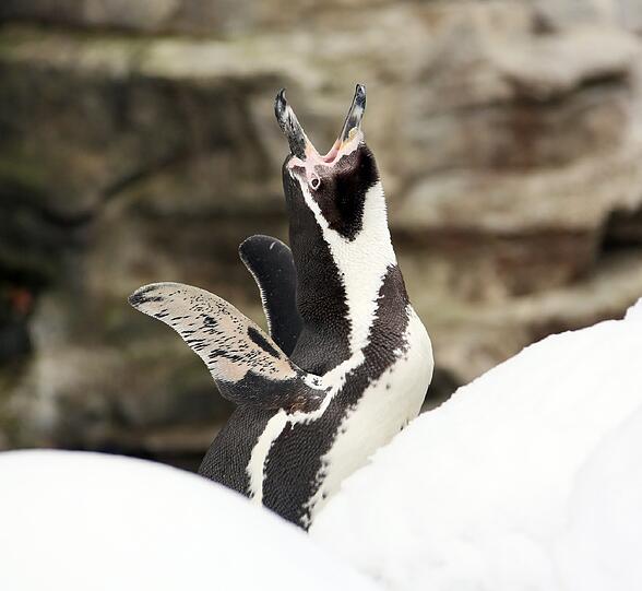 Ein Humboldtpinguin balzt um die Gunst eines Weibchens mit ausgebreiteten Flügeln und hochgestrecktem Kopf.