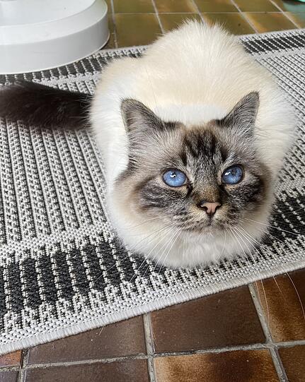Poppy