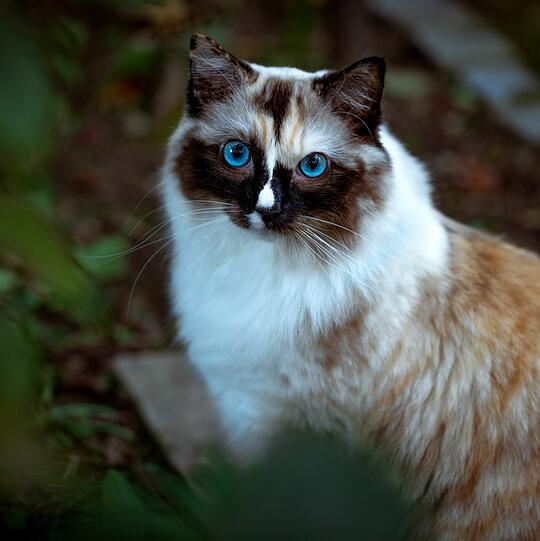 Cleo
