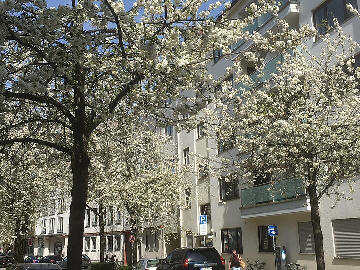 Märchenhaft ganz in Weiß: die Adamstraße in der Maxvorstadt