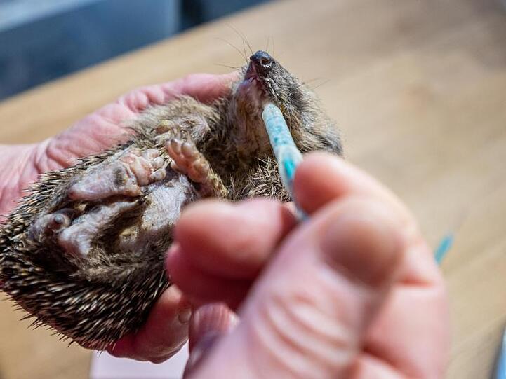 Ein kleiner Igel bekommt mit einer Spritze etwas zu essen. Foto: Armin Weigel/dpa