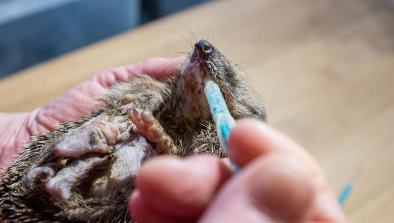 Ein kleiner Igel bekommt mit einer Spritze etwas zu essen. Foto: Armin Weigel/dpa Ein kleiner Igel bekommt mit einer Spritze etwas zu essen. Foto: Armin Weigel/dpa