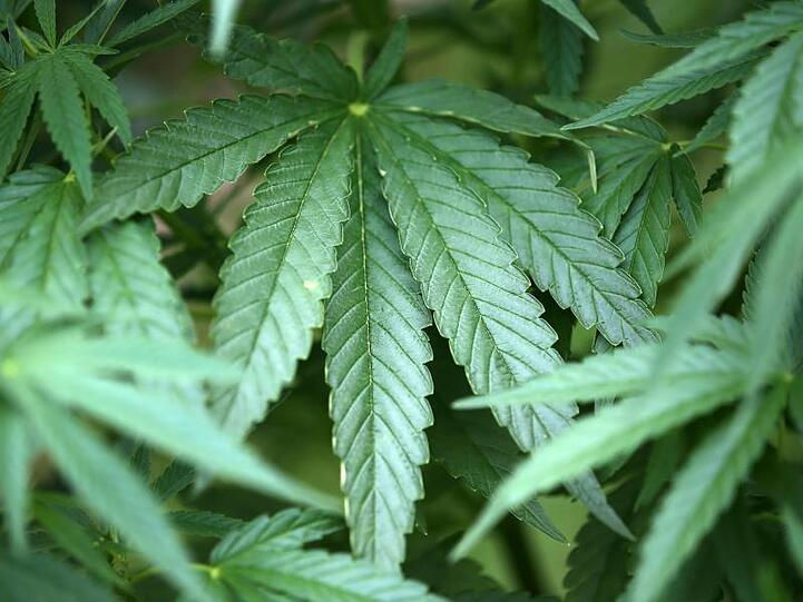 Hanf-Pflanzen (Cannabis) wachsen in einem Garten. Foto: Oliver Berg/dpa/Archivbild