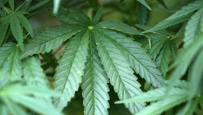 Hanf-Pflanzen (Cannabis) wachsen in einem Garten. Foto: Oliver Berg/dpa/Archivbild Hanf-Pflanzen (Cannabis) wachsen in einem Garten. Foto: Oliver Berg/dpa/Archivbild