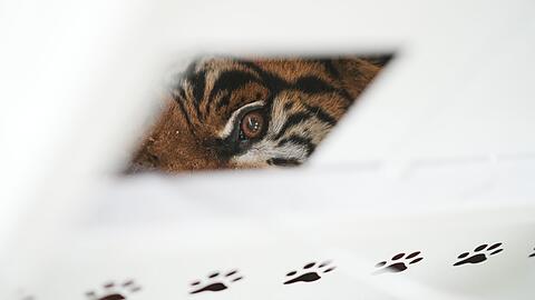 Der Zoo Luj&aacute;n war 2020 aus Tierschutzgr&uuml;nden geschlossen worden.