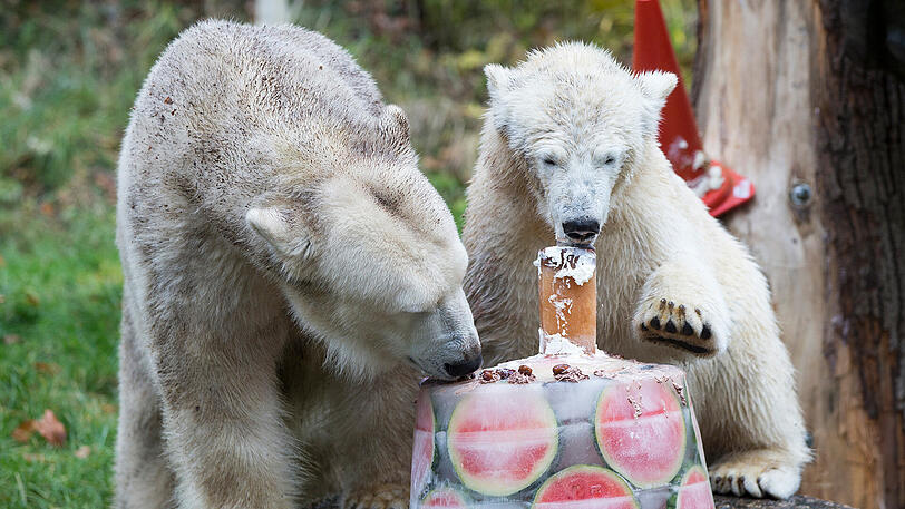 Hellabrunns Eisbär-Mädchen Quintana feierte am Dienstag ihren ersten Geburtstag. Inklusive Geschenken und Torte. Die Bilder.