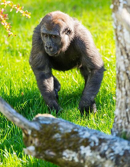 Die Schimpansen und Gorillas fühlen sich in der umgebauten Anlage offenbar wohl.
