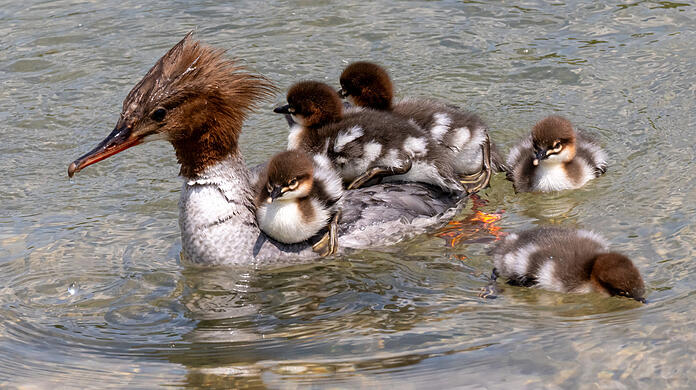 Ein Gänsesäger-Weibchen schwimmt mit seinen Küken auf dem Eisbach im Englischen Garten.
