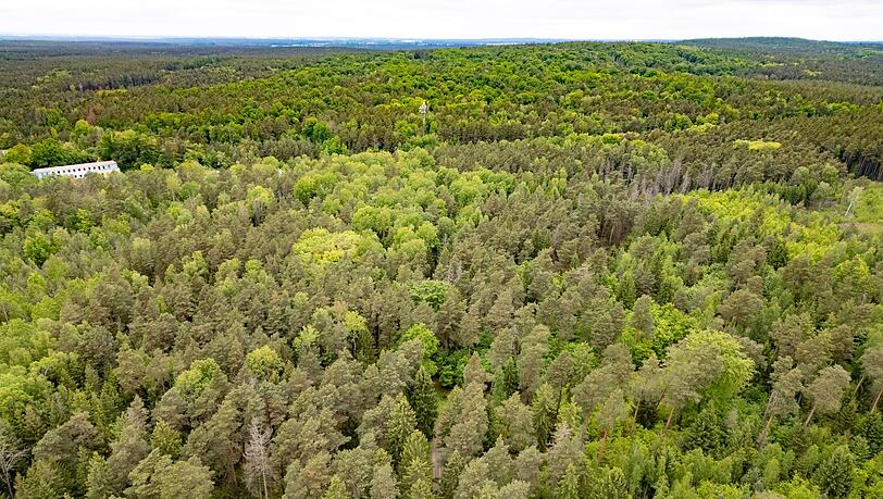 Junge Frau in Königsbrücker Heide gefunden - Jugendlicher unter Tatverdacht