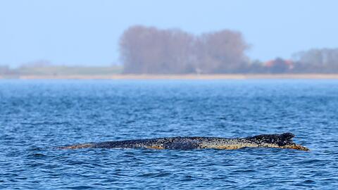 Der Buckelwal braucht Ruhe.