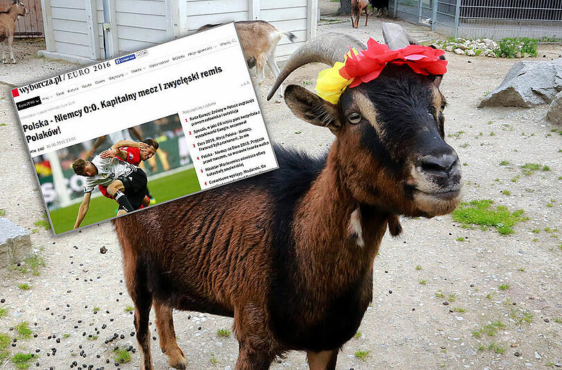 Zwergziegenbock Franz, das EM-Orakel aus dem Münchner Tierheim, hat auf Polen getippt. Die "Gazeta Wyborcza" gibt ihm recht &ndash; und feiert das "siegreiche Unentschieden" ihres Nationalteams.