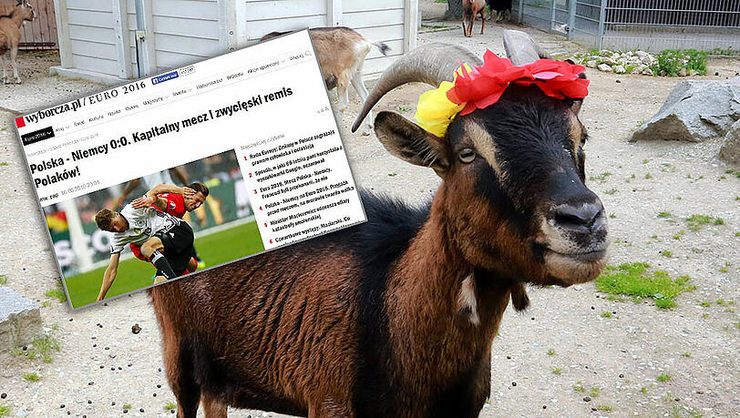 Zwergziegenbock Franz, das EM-Orakel aus dem Münchner Tierheim, hat auf Polen getippt. Die "Gazeta Wyborcza" gibt ihm recht – und feiert das "siegreiche Unentschieden" ihres Nationalteams. Zwergziegenbock Franz, das EM-Orakel aus dem Münchner Tierheim, hat auf Polen getippt. Die "Gazeta Wyborcza" gibt ihm recht – und feiert das "siegreiche Unentschieden" ihres Nationalteams.