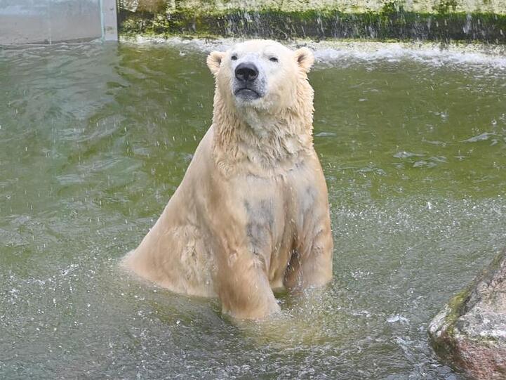 Vitus, einer von Deutschlands größten Eisbären, lebt in Neumünster.