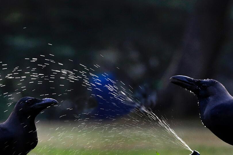 In Sri Lanka kühlen sich zwei Krähen an einem Wasserstrahl ab.