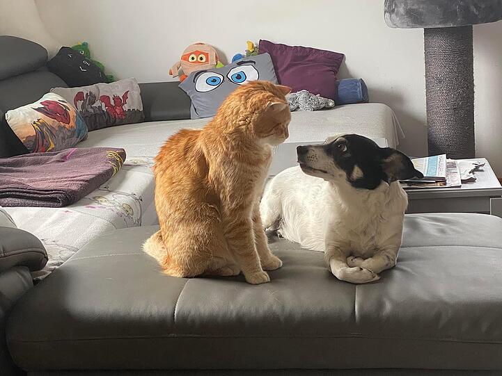 Kater Tyla (Europäisch Kurzhaar) und Hund Ninja (Mischling)