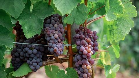 Die Weinlese startet in diesem Jahr au&szlig;ergew&ouml;hnlich fr&uuml;h.