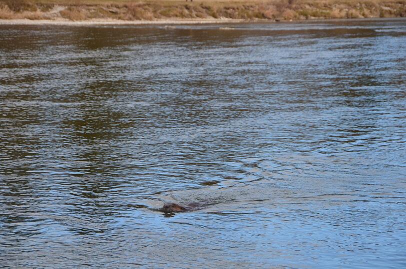 Sie haben die Biberburg vorsichtig geöffnet. Doch der Biber war nicht in dem Bau, sondern schwamm plötzlich "quietschfidel" im Wasser.