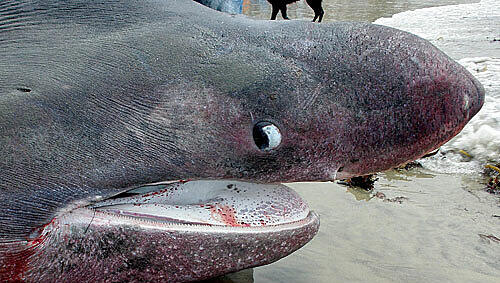 Der "Cetorhinus maximus" frisst nur Pflanzen Der "Cetorhinus maximus" frisst nur Pflanzen