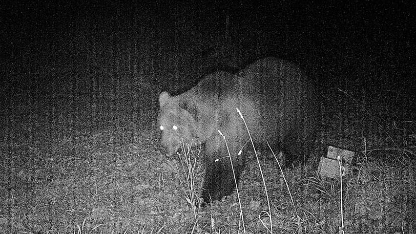 Bär "Schorschi": Aufgenommen von einer Wildtierkamera im Landkreis Garmisch-Partenkirchen.