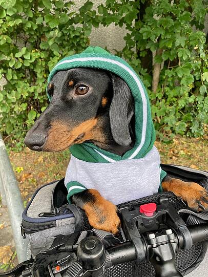 Merlin ist was ganz Besonderes. Er denkt, er ist der Chef und wenn etwas nicht nach seiner langen Nase läuft, beschwert er sich lauthals darüber. Merlin ist überall dabei, ob beim Wandern, Mantrailing oder in der Schule, er mischt mit.