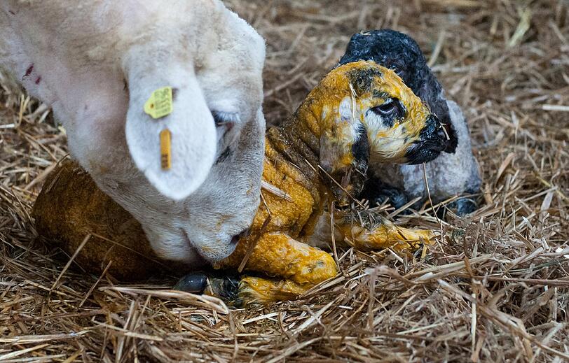 Zwei wenige Minuten alte Lämmer werden vom Muttertier in Bleckede (Niedersachsen) nach der Geburt geputzt. Schon Monate vor Ostern kommen Lämmer und Zicklein zur Welt