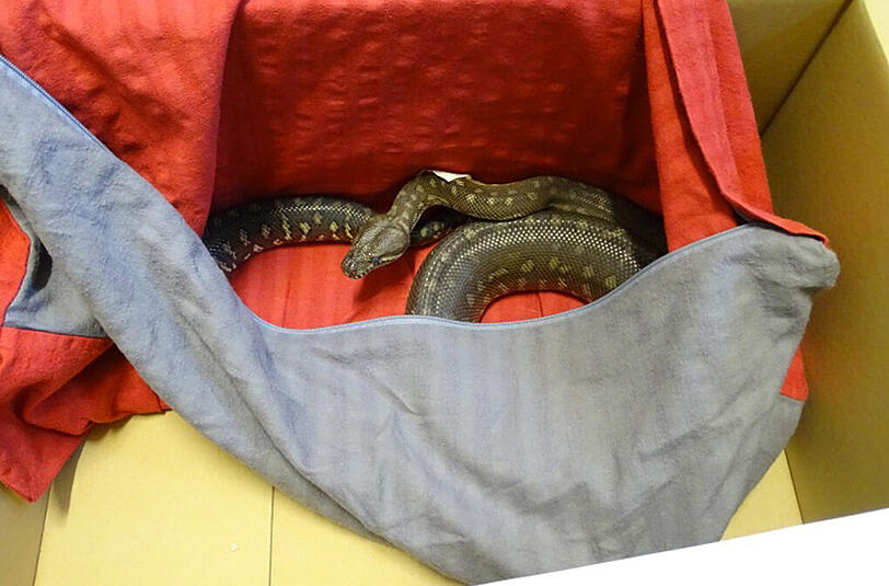 Ein Teppichpython.