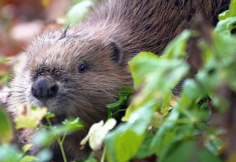 Etwa acht dauerhungrige Biber leben im Pasinger Stadtpark.