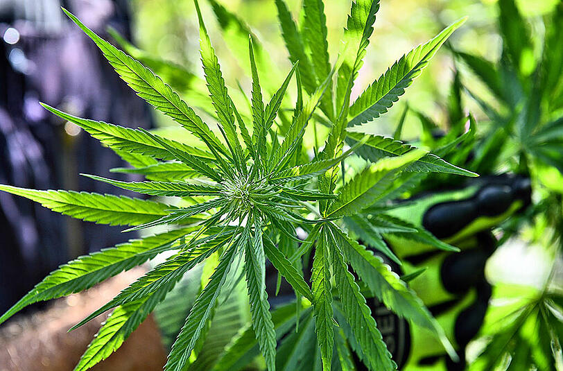 Ungewöhnlicher Feuerwehreinsatz: Im Landkreis Traunstein musste eine Cannabisplantage sichergestellt werden.