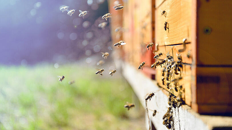 Bienen als Freizeitbeschäftigung wird in Verbindung zum Umweltschutz immer interessanter für viele Deutsche.
