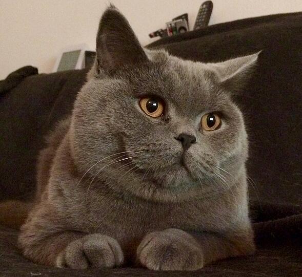 Simba