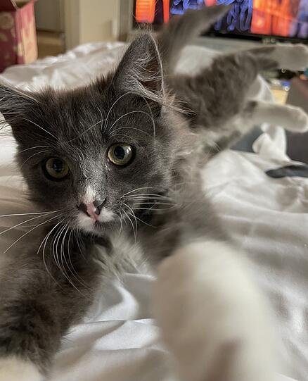 Leo