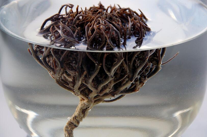M&ouml;chten Sie zur Abwechslung eine Pflanze auferstehen statt sterben lassen? Sie werden staunen, was die Rose von Jericho kann. Auf den ersten Blick ist die W&uuml;stenpflanze ein vertrocknetes, graubraunes B&uuml;ndel. Legen Sie sie in kaltes Wasser, entfaltet sie sich innerhalb weniger Stunden zu einer gr&uuml;nen Pflanze. Diesen Auferstehungseffekt k&ouml;nnen Sie immer wieder ausprobieren. Viele Menschen betrachten diese sonderbare Pflanze als Gl&uuml;cksbringer.