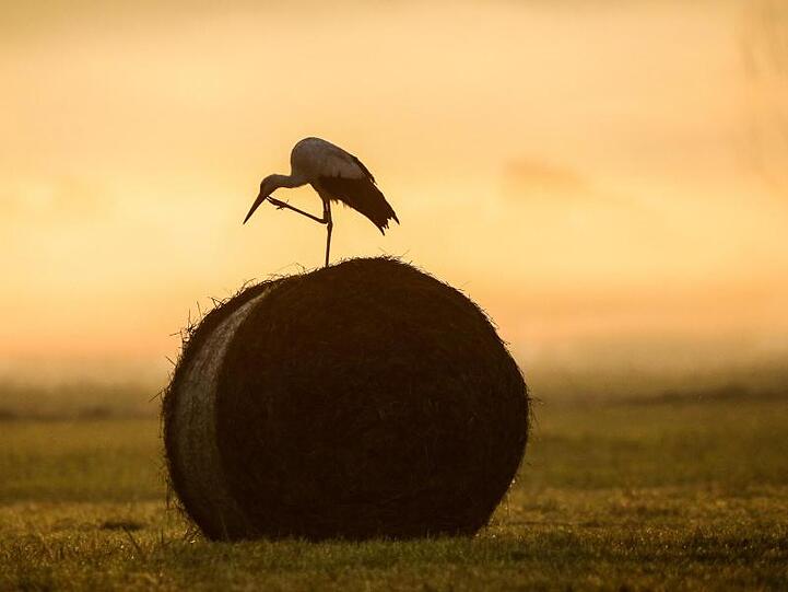 Erst mal Kratzen: Einem Storch im Morgennebel bei Bechingen juckt's am Hals.