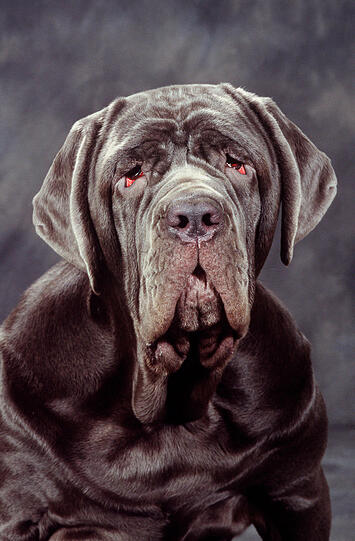 Kategorie 2: Mastino Napoletano