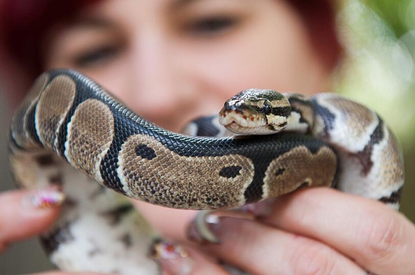 Diese Python haben Kinder auf einem Bolzplatz in Straubing gefunden. Tierpark-Mitarbeiterin Helga Hartl hat das Tier in der Hand.