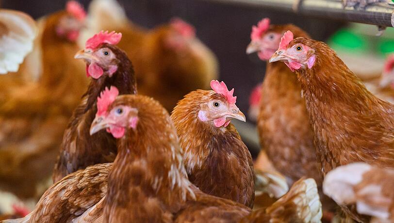 Legehennen in einer H&uuml;hnerfarm (Symbolbild)