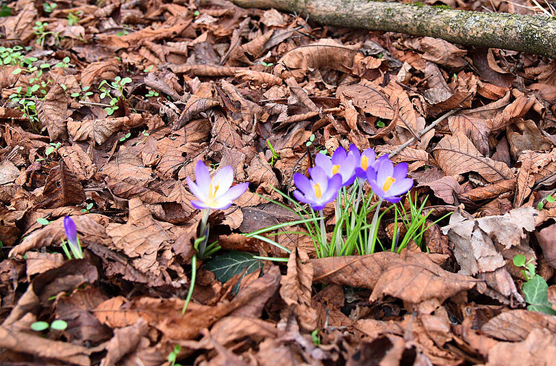 Die ersten Krokusse, Butterblumen und Schneeglöckchen sprießen in der Maximilianstraße aus dem Boden. Die Bilder des AZ-Leserreporters.