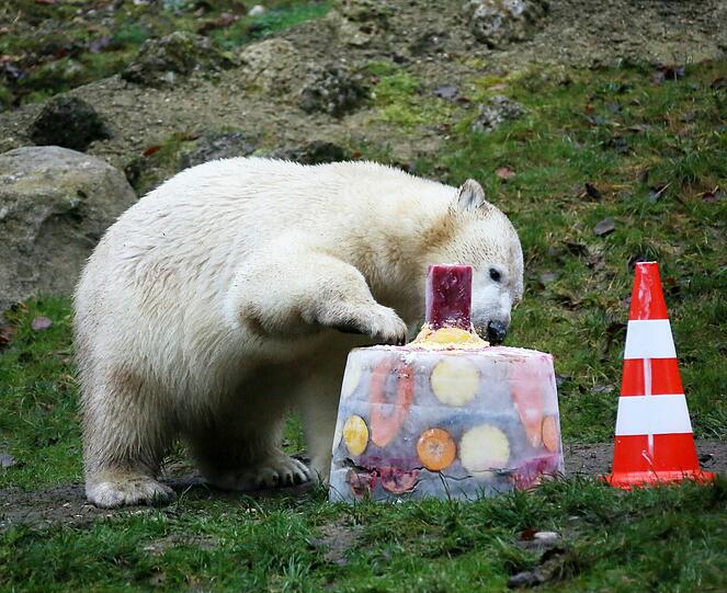 Die schönsten Bilder vom ersten Geburtstag der Münchner Eisbären-Zwillinge Nela und Noby mit ihrer Mutter Giovanna.