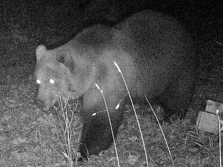 Das Foto einer Wildtierkamera im Landkreis Garmisch-Partenkirchen zeigt einen Braunbären.